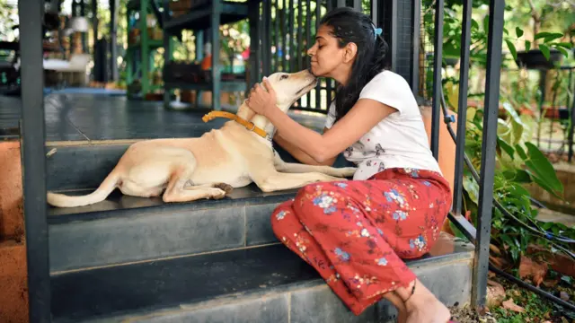 நாய்கள், நாய்க்கடி, செல்லப்பிராணிகள்