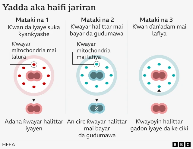 Wannan hoton na nuna matakan da ake bi wajen aiwatar da tsarin amfani da ƙwayoyin halitta uku domin samun haihuwa da kiyaye cutttuka.