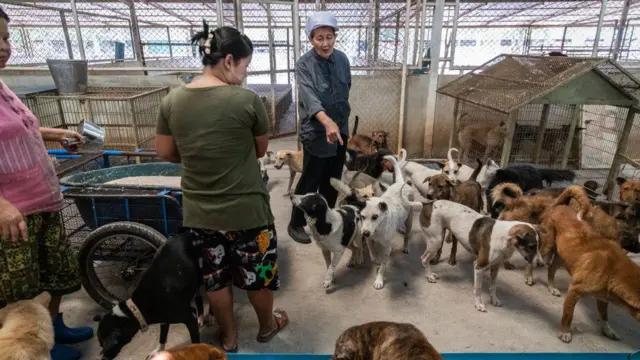 थाईलैंड का एक एनिमल शेल्टर