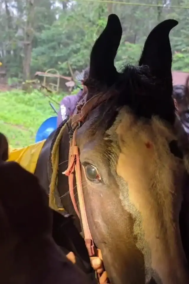 घोड्यांच्या डोळ्यांचा आजार बरा झाला आहे परंतु आमची मुख्य समस्या ही माथेरानमध्ये घोड्यांसाठी पूर्णवेळ डॉक्टर नाही ही आहे, असं तुषार आखाडे सांगतात.