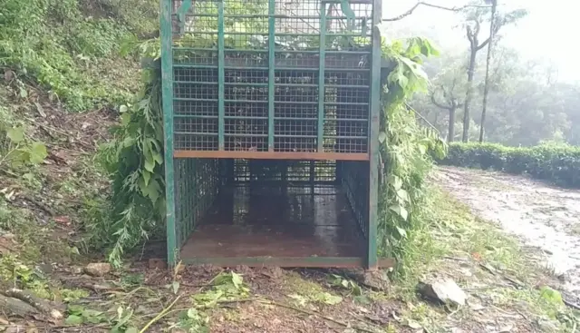 புலியும் சிறுத்தையும் ஆட்கொல்லிகளாக மாறுவது எப்போது?