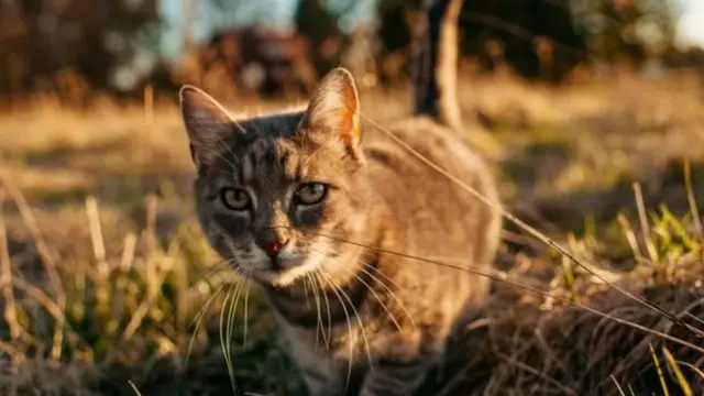 در استرالیا و نیوزیلند گربه‎ها را مسئول انقراض برخی از گونه‎های جانوری می‎دانند