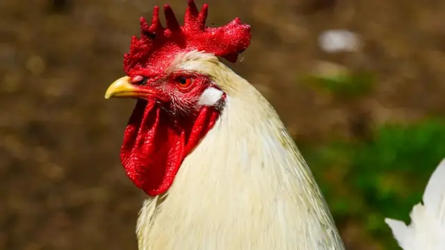 B 세포는 1960년대에 닭에서 처음 발견됐다.