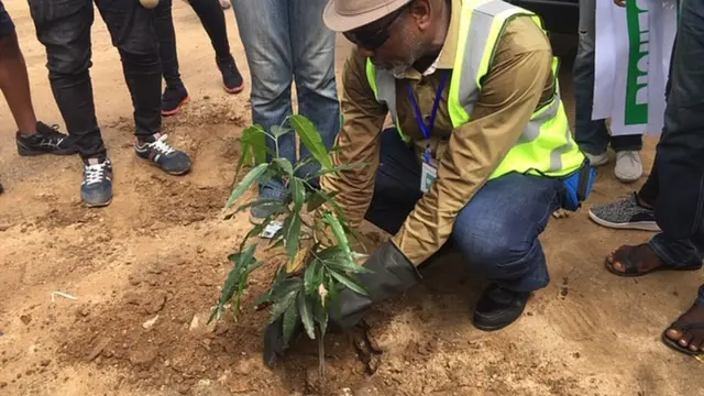 Tree planting