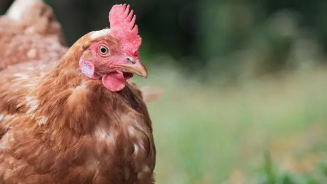 কোলমারে এই উদ্যোগ চালু হয় ২০১৫ সালে-প্রতীকী ছবি।