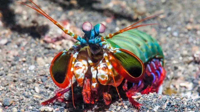 Peygamberdevesi karidesi