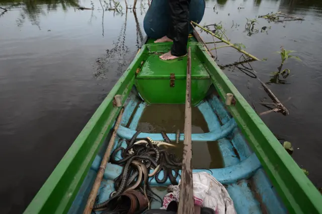 นักล่างู โตนเลสาบ งู