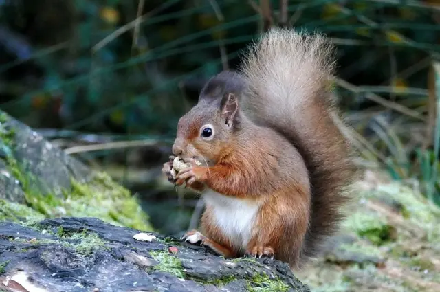Red squirrel at Morton lochs in Tentsmuir forest