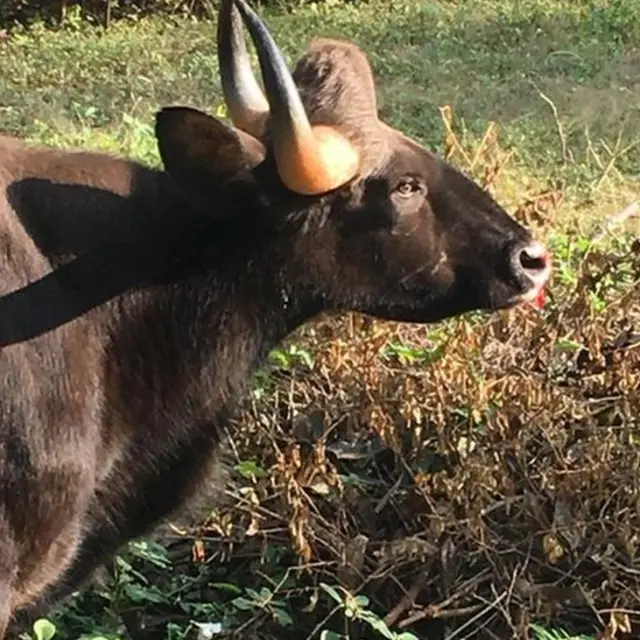 पुणे गवा