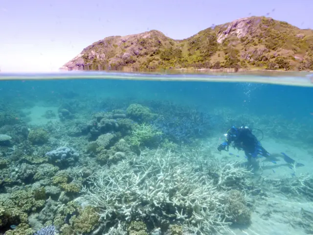 ปะการังใต้น้ำ