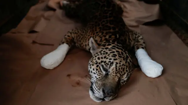 Um jaguar com as patas dianteiras envoltassite bet365 não carregabandagem repousa no chão