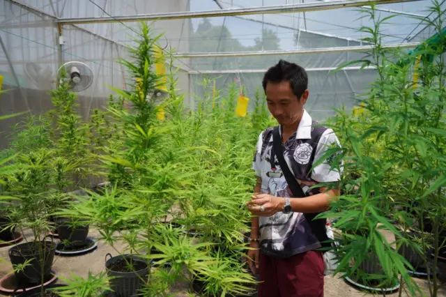 โรงเรือนปลูกกัญชง