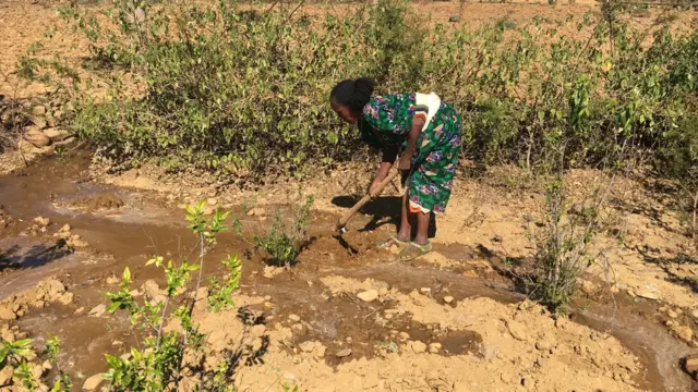 ወይዘሮ ለተችኣል ኣሰፋ ካብ ሩባ ማይ ኣልየን ግራት እንተስትያ