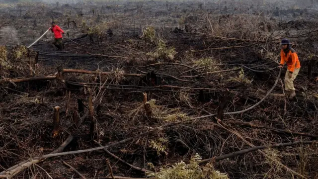 Tierra deforestada