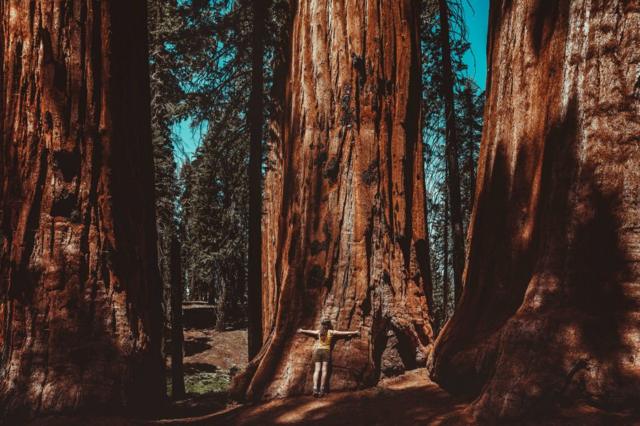 mulher abraca tronco de uma enorme sequoia no Parque Nacional Sequoia, California