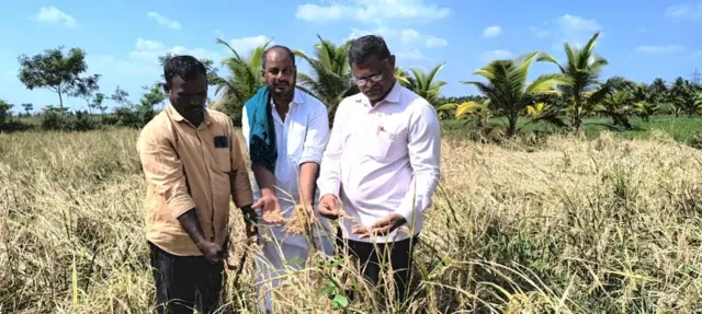 தரிசு நிலத்தில் விளைந்த நெல்