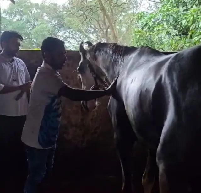 माथेरानमध्ये घोड्यांना अंधत्वसदृश लक्षणं?