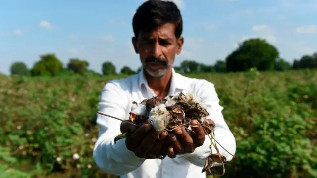 કપાસના પાકમાં જો નકલી બિયારણ આવે તો પાક નિષ્ફળ જવાની મોટી શક્યતાઓ રહેલી છે