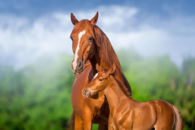 జంతువులు, జంతు సంరక్షణ, వన్యప్రాణులు