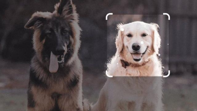 imagembingo online grátiscachorros no Bard