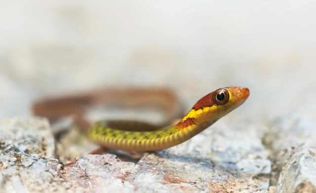 ኪልባክ ስኔክ (ግልብጥ-ዝባን ተመን) ሓደ ካብቶም ውሑዳት ናይ ብሓቂ መርዛም ተመናት እዩ