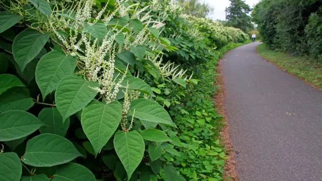 Daun Knotweed Jepang tebal, batangnya yang seperti bambu dapat tumbuh hingga 10cm per hari.