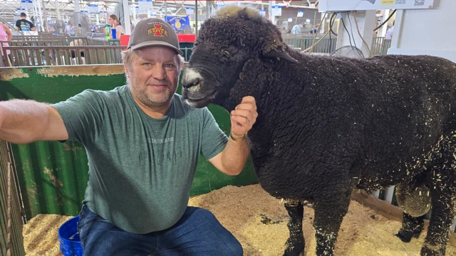 一名男子带着一只棕色大公羊参加爱荷华州博览会