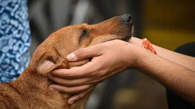 தெருநாய் பிரச்னை, உச்ச நீதிமன்றம்