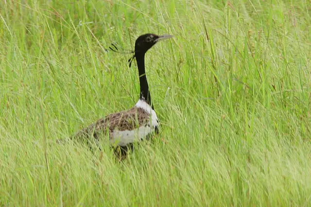 ભાવનગર ખડમોર સંવર્ધન સમાગમ નર માદા પક્ષી સંવર્ધન વિલુપ્ત થતી પ્રજાતિ, ગુજરાત સૌરાષ્ટ્ર કચ્છ ઘાસનાં મેદાનો, પ્રકૃતિ વાઇલ્ડલાઇફ, બીબીસી ગુજરાતી ગુજરાતીમાં સમાચાર