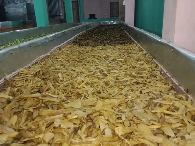 हरियो साग पहेँलो भएपछि