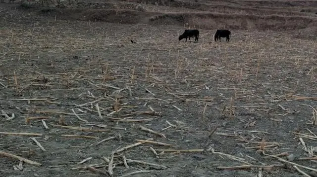 बारीमा बाली भित्र्याएपछिका ठुटामा चर्दै गरेका दुई गाइ 