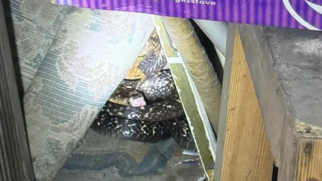 නිවසක බඩු මුට්ටු අතර මුල්ලක ගුලි වී සිටින සර්පයෙක් 