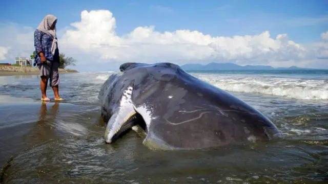 ஸ்பெர்ம் திமிங்கலம்