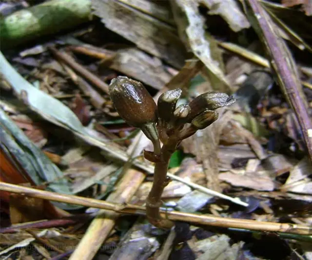 Gastrodia bambu.