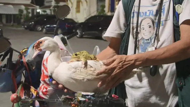 สุนัข เป็ด นก และกบ เป็นสัตว์ที่บุญมา พาไปช่วยคลายทุกข์