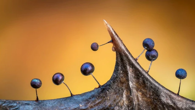 Prelivajuće tamne sluzave plesni, pričvršćene za oštru kičmu trulog lista božikovine