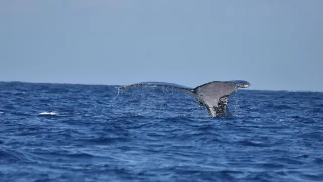 Cola de la ballena macho avistada en la costa de Zanzíbar