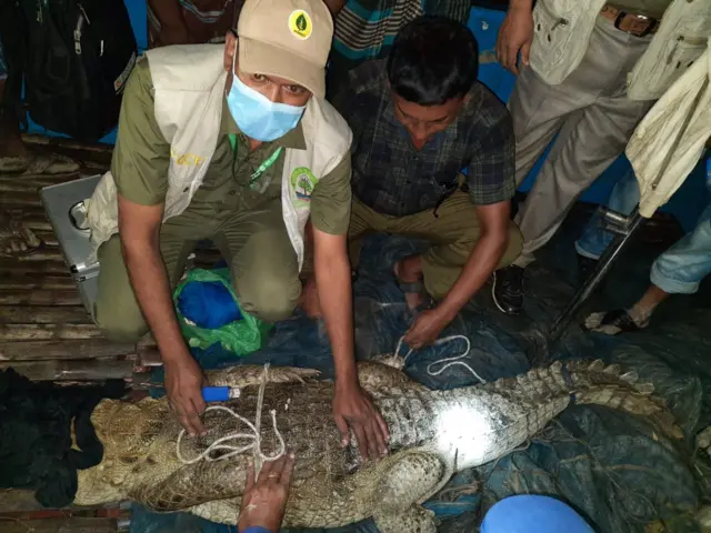 রবিবার রাতে ফরিদপুরের নর্থচ্যানেল ইউনিয়নের একটি খাল থেকে উদ্ধার করা হয় মিঠা পানির কুমিরটি
