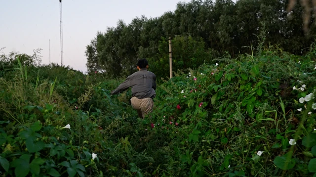 A photo of Silva taken from behind as he runs through the bushes in pursuit of the poacher.  