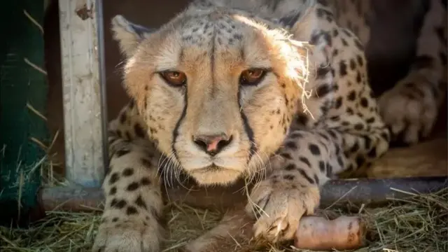 ભારતમાં ચિત્તા