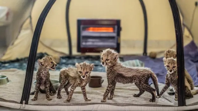 ከአዘዋዋሪዎች ላይ ተይዘው እንክብካቤ እየተደረገላቸው ያሉ የዱር ድመቶች