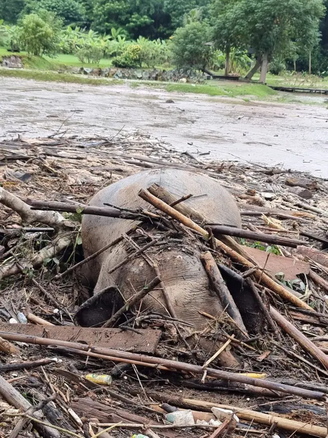 ซากช้างล้ม