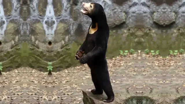 ఎలుగుబంటి