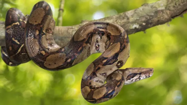 Boa constrictor