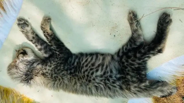 Haramcad dhal ah oo dhintay kadib markii laga soo badbaadiyay Soomaali ugaarsatay