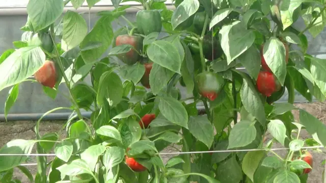 ਸ਼ਿਮਲਾ ਮਿਰਚ