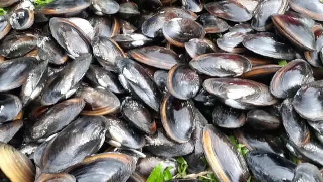 মুক্তা চাষের পর ঝিনুকের খোলস এবং ভেতরের মাংসও নানা বাণিজ্যিক কাজে ব্যবহার হয়।