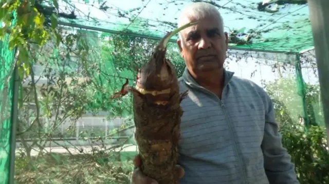 ખેતી, હરિયાણા, દૂધી, ખેડૂત, કિચન ગાર્ડન, બીબીસી ગુજરાતી