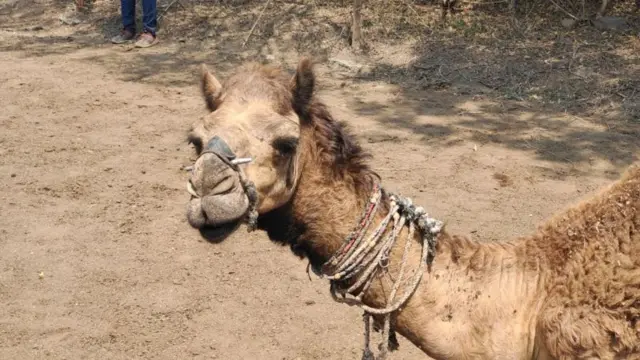 उंट