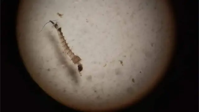 ایڈیِز ایجپٹی مچھر کا لاروا